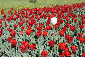 Obraz premium Tulips in a spring garden