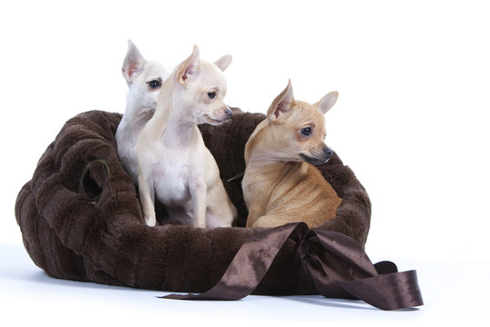 trois chiens de race chihuahua dans leur couffin