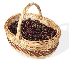 panier de cerises fraichement ramassées