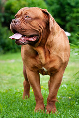 Bordeauxdogge
