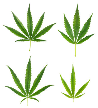 Set of cannabis leafs