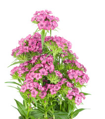 Pink  carnation bush on bed