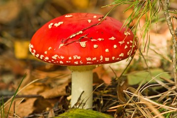 beautiful red flyagaric mushroom