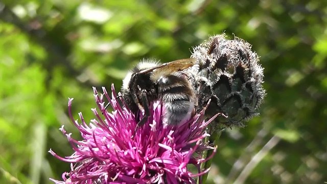 Abeille