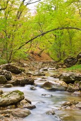 small river in a mountain forest