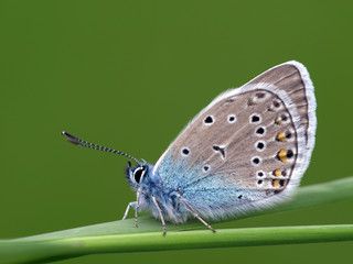 Bläulings Ruhepause