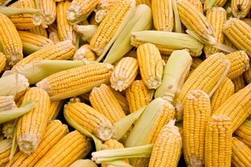 Fresh Organic Ripe Corns At A Street Market In Istanbul, Turkey.