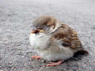 Schlafender Spatz