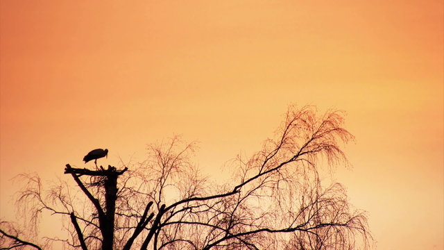 Pair of white storks