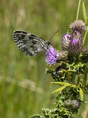 marbled white butterfly 4