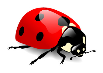 coccinelle