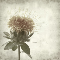 textured old paper background with safflower