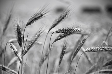 Zboże na polu © Grzegorz Polak