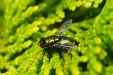 mucha © Edyta Żołędzka