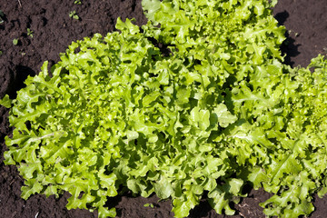 Lettuce growing in land field