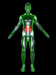 Bauchschmerz - Anatomie