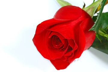 The fresh beautiful red rose from garden