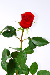 The fresh beautiful red rose with drops