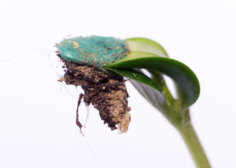 sprout from seed