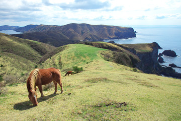 隠岐 西ノ島 国賀海岸の馬