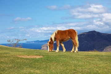 隠岐 西ノ島の馬