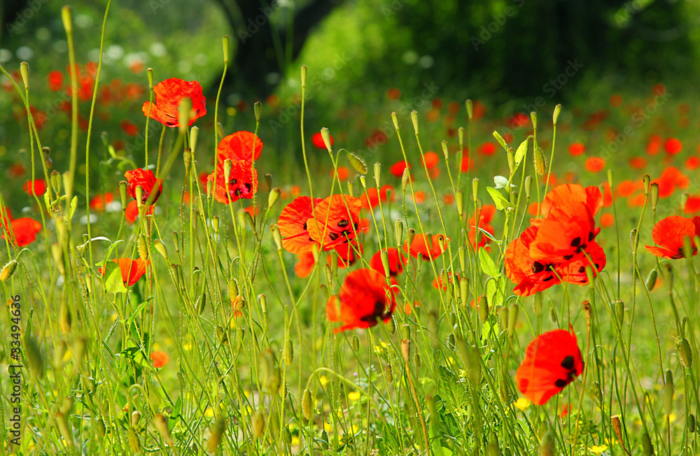 Sticker poppy meadow