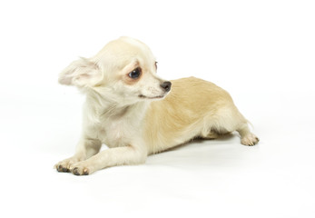 Chihuahua small puppy