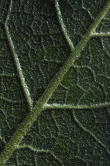 Back of leaf close up