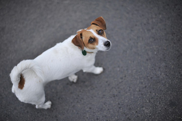 Hundchen