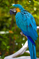 Blue parrot