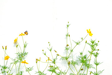 Butterflies and flowers