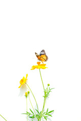 Butterflies and flowers