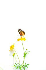 Butterflies and flowers