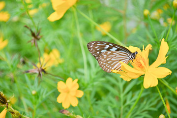 Butterflies and flowers