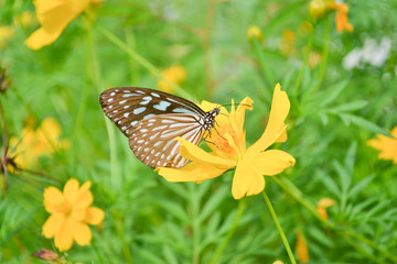 Butterflies and flowers