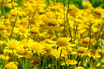 Faerber-Hundskamille - Yellow Chamomile 01