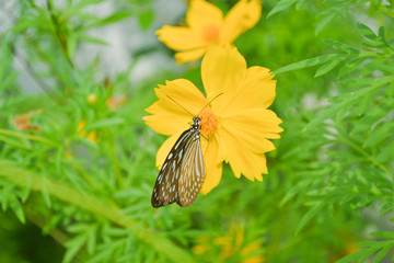 Butterflies and flowers