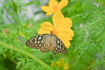 Butterflies and flowers
