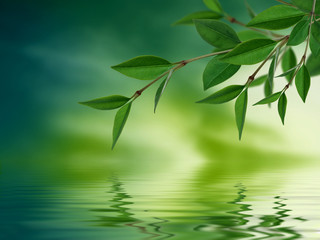 Fototapeta na wymiar Leaves reflecting in water