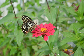 Fototapeta na wymiar Butterflies and flowers