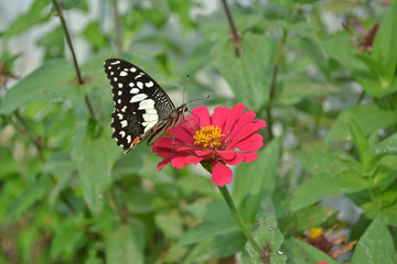 Fototapeta na wymiar Butterflies and flowers