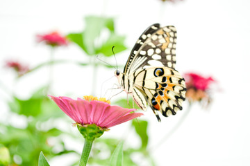 Butterflies and flowers