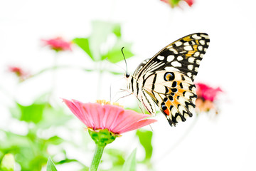 Butterflies and flowers