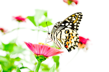 Butterflies and flowers