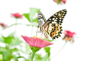 Butterflies and flowers