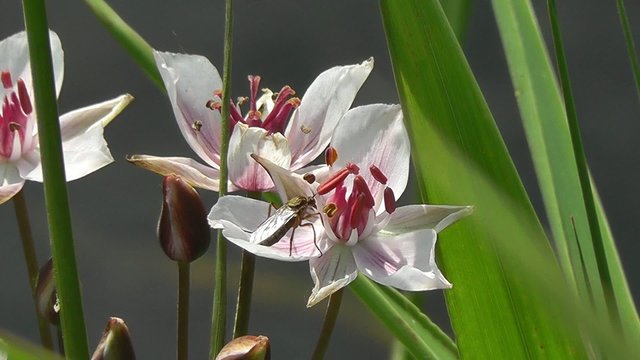 Gew&ouml;hnliche Pfeilkraut - M&uuml;cke