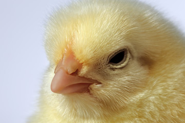 Close-up baby chicken head