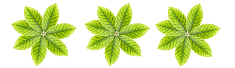 Leaves a white background