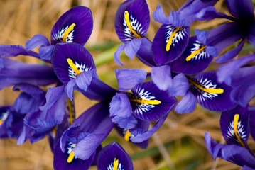 Irises © crystalseye