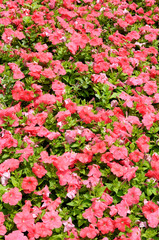 Pink flowers in garden background